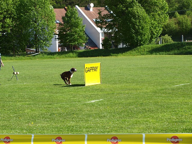 www.atibox.net * www.euroboxer.eu * www.boxergenealogia.eu
